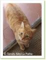 Combava chat &agrave; adopter Paris