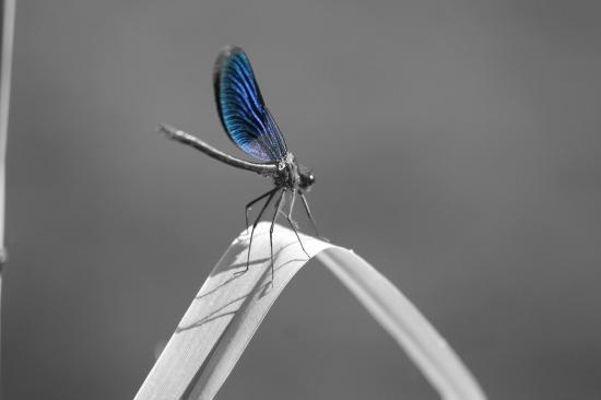 Site de rencontre noir et blanc gratuit