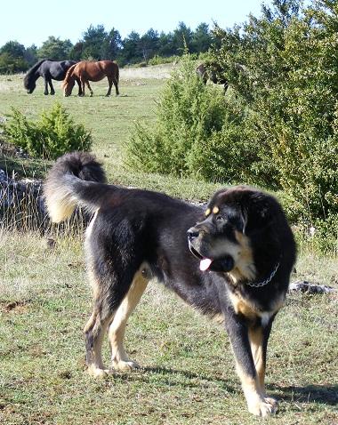 rencontre chien et chiot