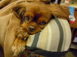 DIXIE