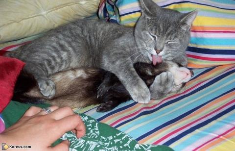 rencontre entre 2 furets