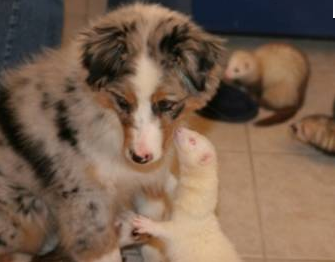 Rencontre chien furet