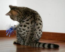 Corn Poppy, brown spotted tabby