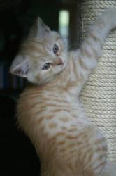 Cream Puff, red silver spotted tabby