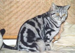 Kiela, black silver blotched tabby