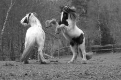 marco et merlyn, photo anne p