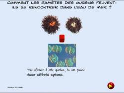 des mécanismes favorisent la rencontre des cellules reproductrices