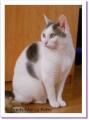 Mado chat &agrave; adopter Paris