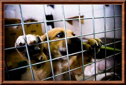 La maltraitance animale plus sévèrement puni en France?
