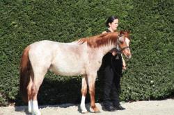 rhys: Spring Show en Belgique
