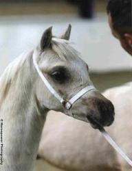 zircon foal
