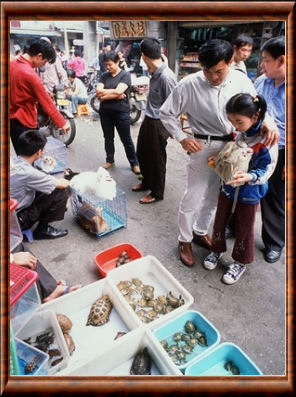 Un marché aux animaux en Chine