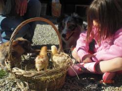 Quelques résidents de la Ferme