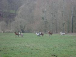 troupeau Welsh
