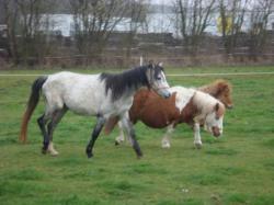 jade, flicka et praline