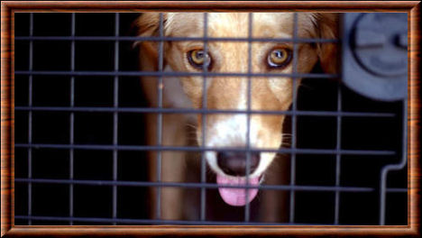Brigitte Bardot contre l'euthanasie des chiens errants