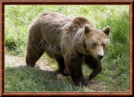 Photo d'une ourse prise au parc animalier des Angles