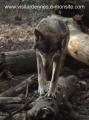 Loup au parc Argonne découverte