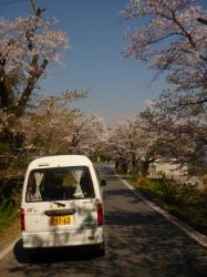 Rob's car between cherry blossoms - Chiba