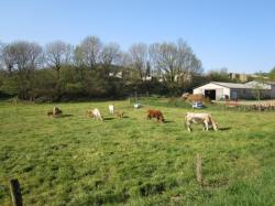 Les vaches et ses petits veaux, c'est super!