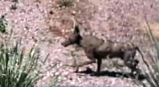 Cryptozoologie cryptozoology crytide chupacabras suceur de chèvre mammifère chacal sans poils chauve créature inconnue Goodyear Arizona united states of America USA Darrin Jackson avril 2011 paranormal 