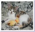 Crakotte chat &agrave; adopter paris