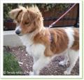 Fidji chienne &agrave; adopter paris