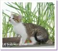 Pepite chat &agrave; adopter paris