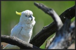 Parc des oiseaux - Villars les Dombes