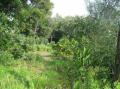 Les citrons à cueillir