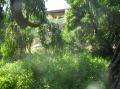 L'eucalyptus du fond du jardin