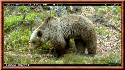 Photo d'un ours pris à Melles le 27 avril 2011
