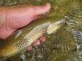 Belle truite de 35cm
