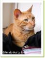 Chiaow Ming chat &agrave; adopter Paris
