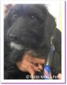 Polka chienne &agrave; adopter Paris