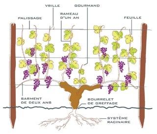 Respect De La Typicite Du Terroir Bordeaux Entre Deux Mers Vins Gironde
