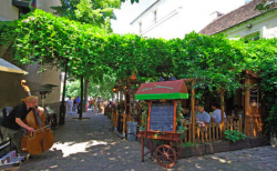 Music and wine under the wisteria