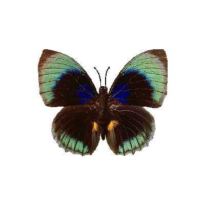 Résultat d’images pour papillon noir gif