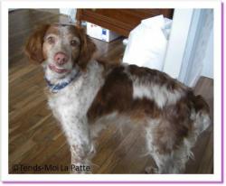 Sally, chienne &agrave; adopter
