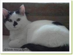 Figolu, chat &agrave; adopter Paris
