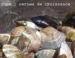 palourde et ses cernes concentriques