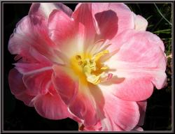 Tulipe rose