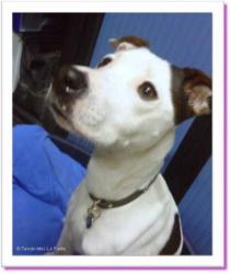 Laura, chienne &agrave; adopter Paris