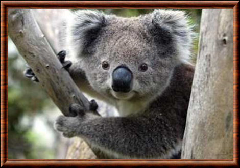 Animal emblématique d'Australie, le koala est en train de disparaître