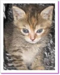 Galina, chatonne &agrave; adopter