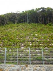 reforestation "intelligente" au Japon