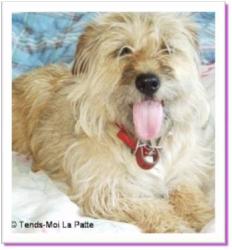 Pim's, chinne &agrave; adopter
