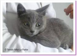 Lufy, chaton &agrave; adopter