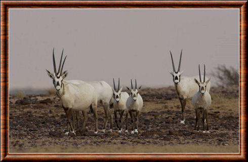 L'oryx d'Arabie (Oryx leucoryx)
