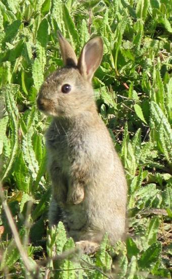 Site de rencontre pour lapin